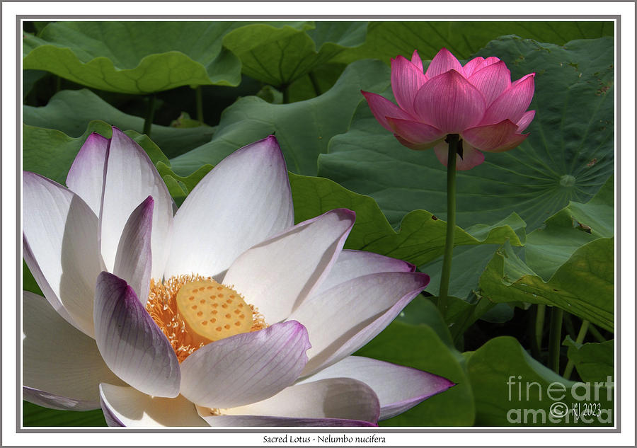 Sacred Lotus - Nelumbo nucefera #1 Photograph by Klaus Jaritz