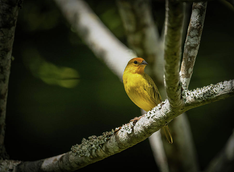 Saffron Finch Photograph by Scott Roberts Fine Art America