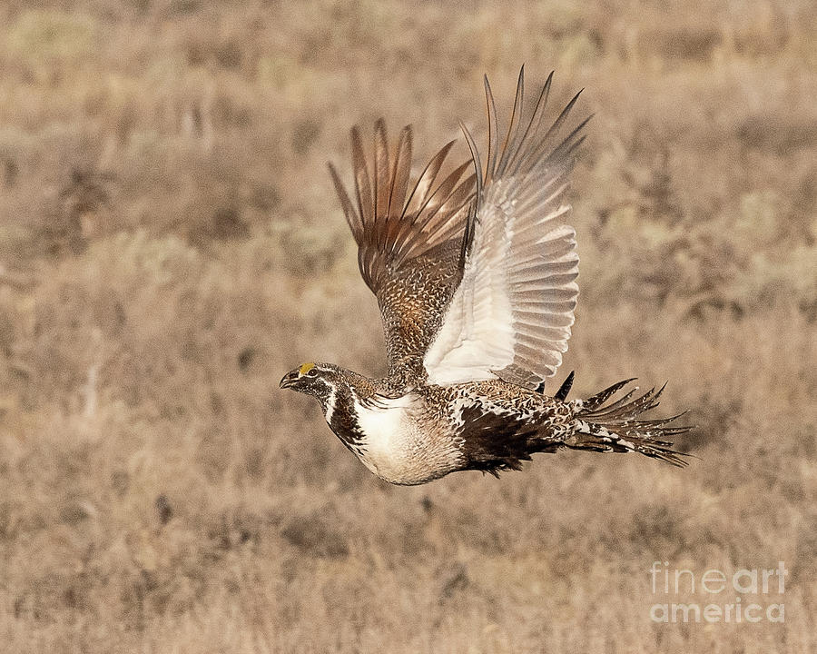 Sage Grouse On The Wing Photograph