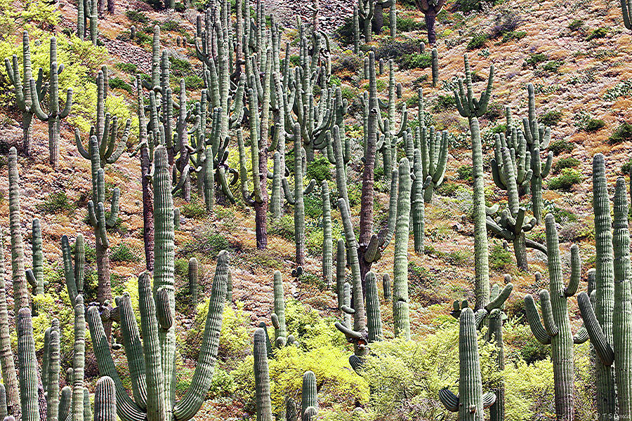 Saguaro Cacti And Blooming Palo Verde Trees #1 Digital Art by Tom Janca