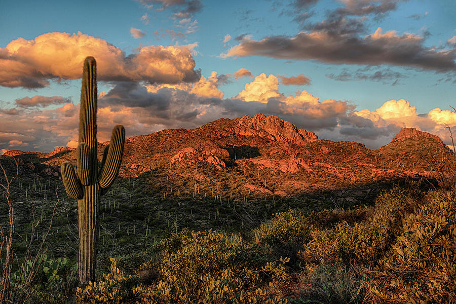 Saguaro Cactus and Mountain Ridges at Sunset  #1 Photograph by Dave Dilli