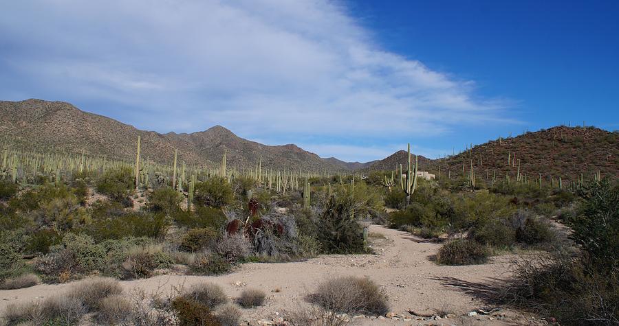 Saguaro Cactus Forest Photograph by Dennis Boyd - Fine Art America