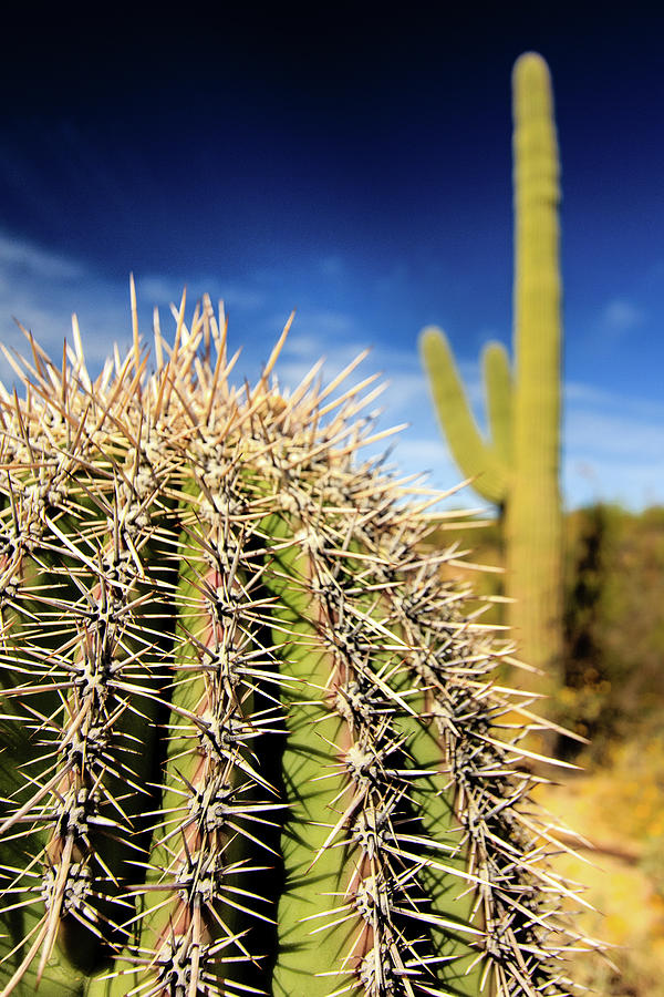 Saguaro Cactus in the Arizona Desert #1 Photograph by Craig A Walker