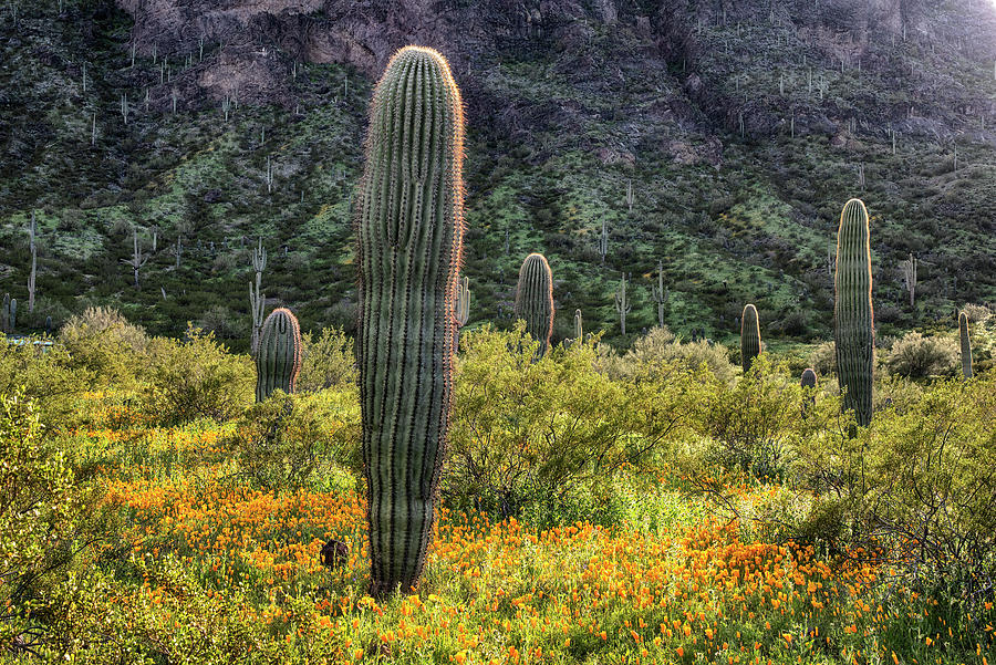 Saguaro Cactus in the Springtime #1 Photograph by Dave Dilli