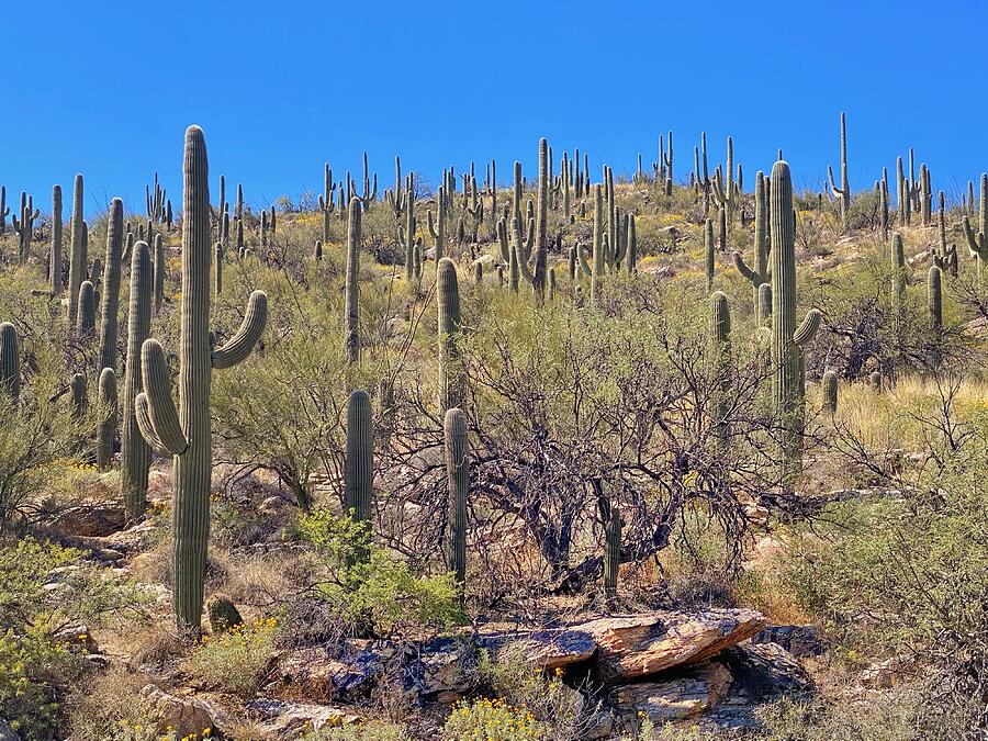 Saguaro Cactus Landscape  Photograph by Jerry Abbott