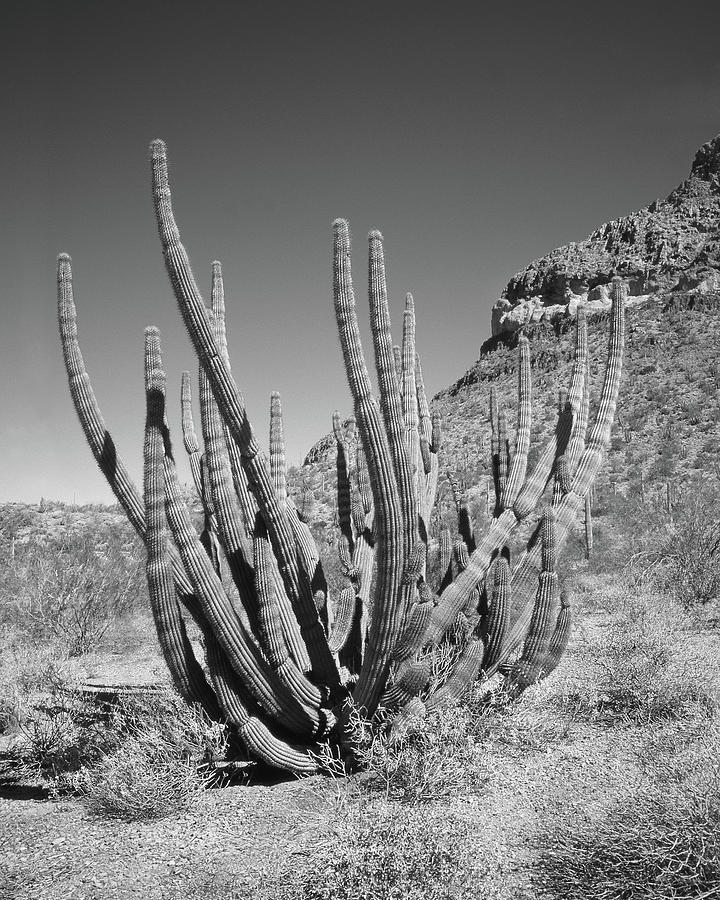 Saguaro National Park Photograph - Saguaro National Park 1 #1 by Mike McGlothlen