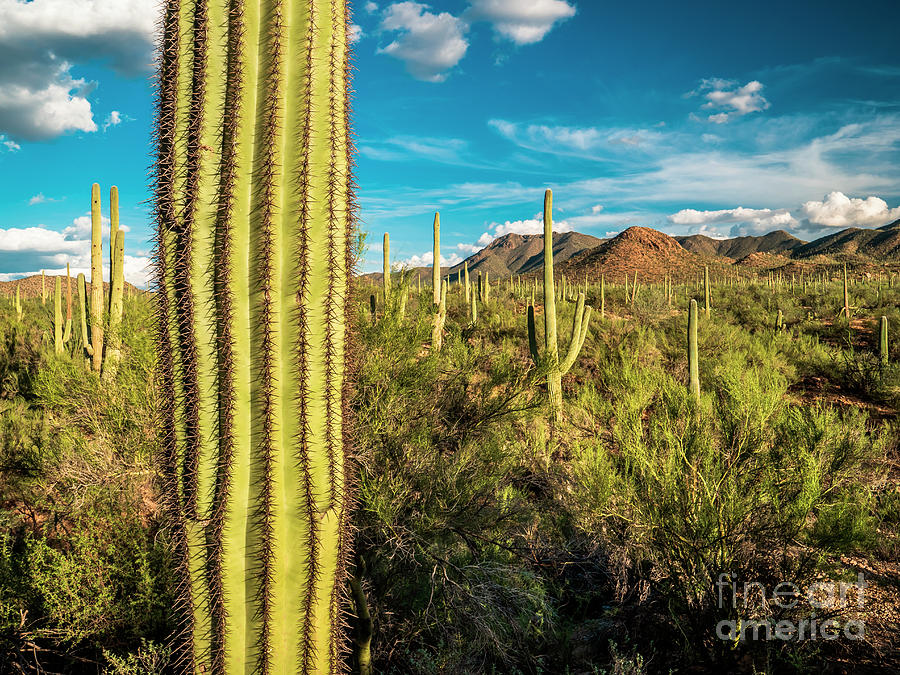 Saguaro National Park and Sonoran Desert Landscape, Arizona #1 Photograph by FeelingVegas Wall Art and Prints