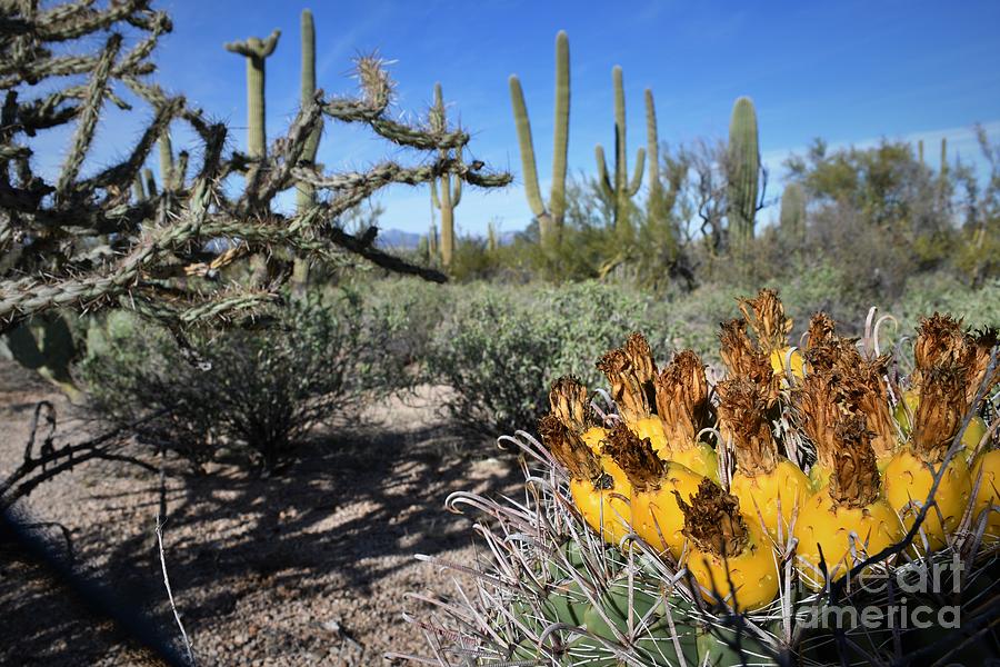 Saguaro National Park  Photograph by Leslie M Browning