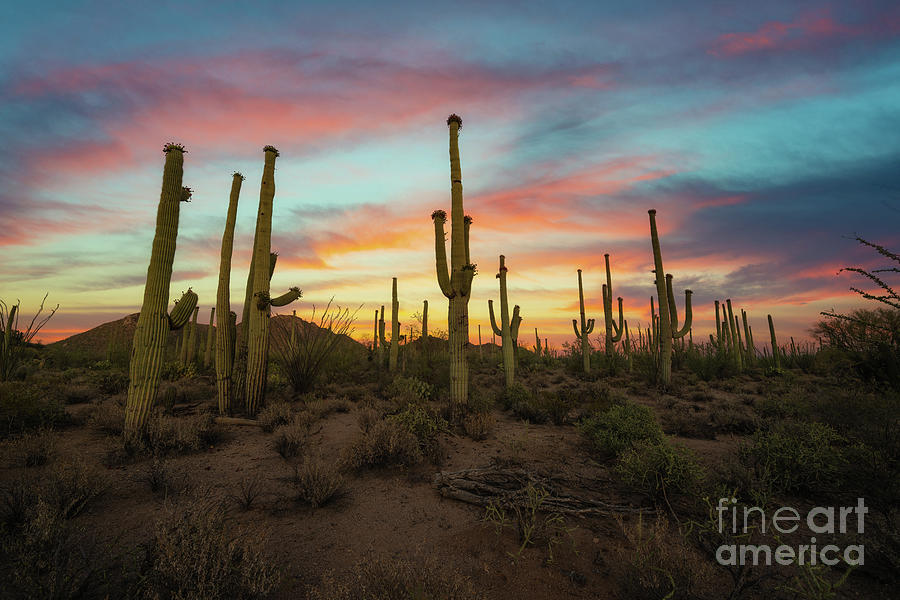Saguaro National Park Sunset #1 Photograph by Michael Ver Sprill