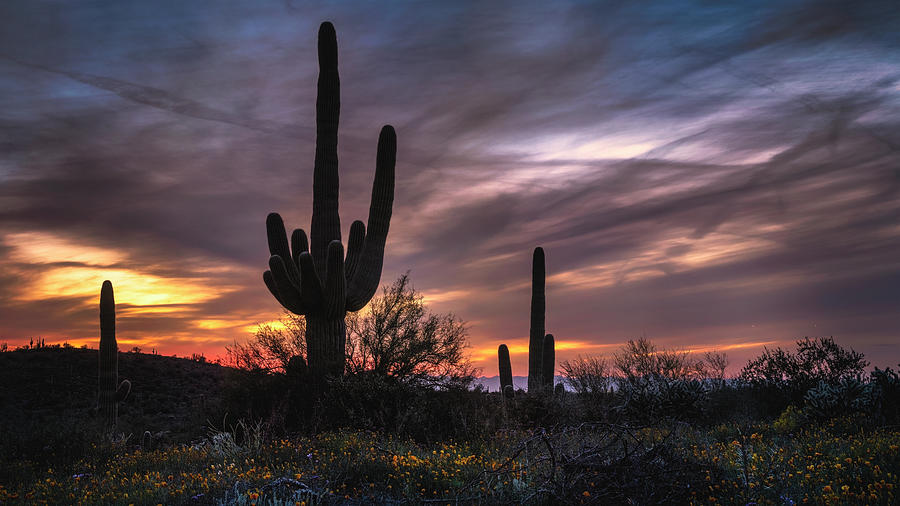 Saguaro Silhouettes Sunset Photograph by Saija Lehtonen - Fine Art America