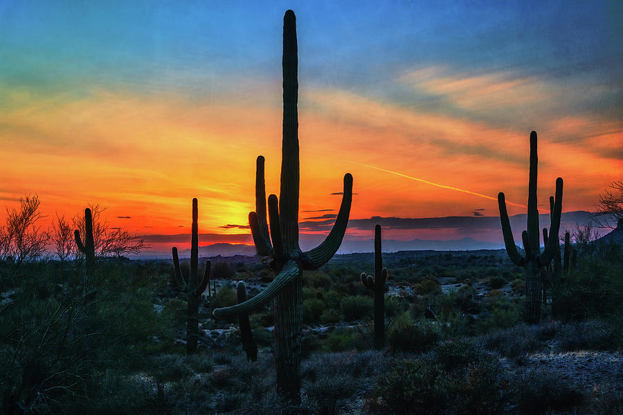 Saguaro Sunset Skies Photograph by Saija Lehtonen - Fine Art America
