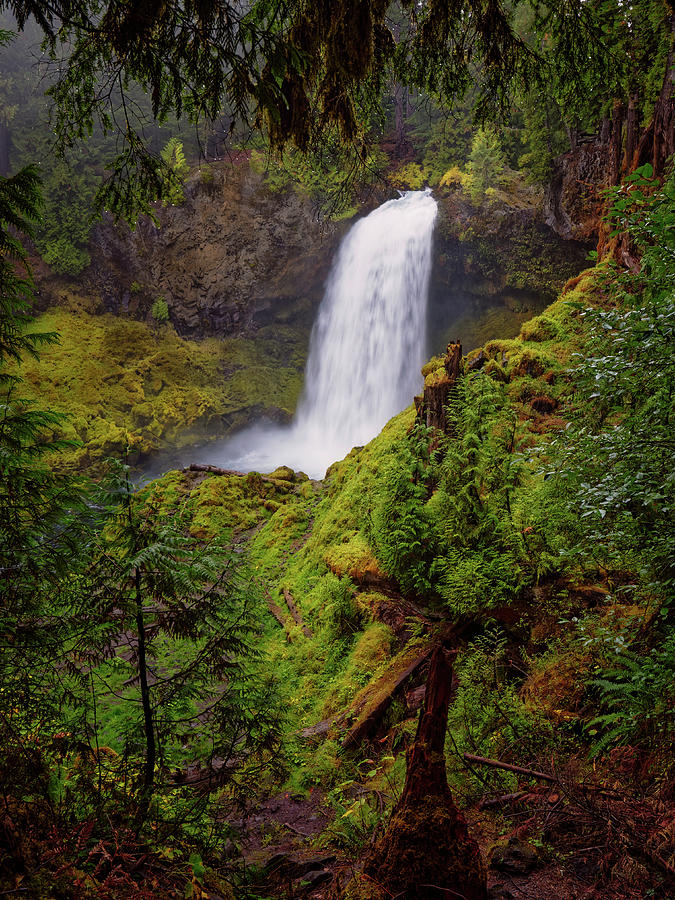 Tree Photograph - Sahalie Falls #1 by Thomas Hall
