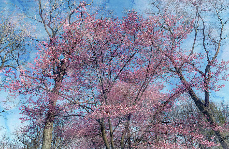 Sakura #2 Photograph by Cate Franklyn