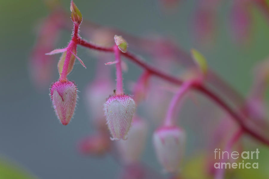 Seattle Photograph - Salal Flowers Reaching Out #1 by Nancy Gleason