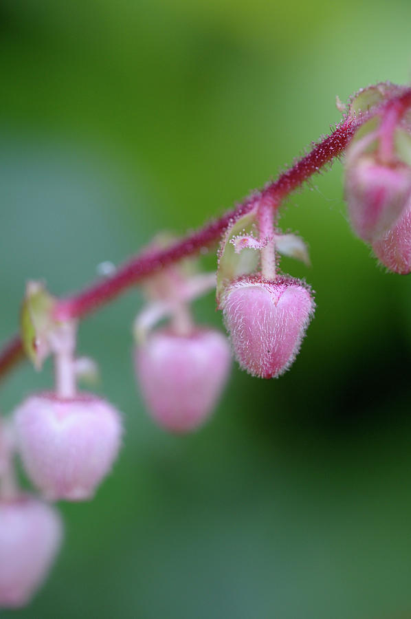 Salal Gaultheria shallon, Cowichan Valley, Vancouver Island, British Columbia #1 Photograph by Kevin Oke