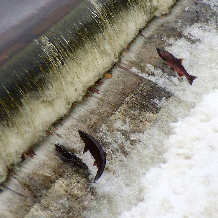 Salmon swimming upstream #1 Photograph by Schafer & Hill