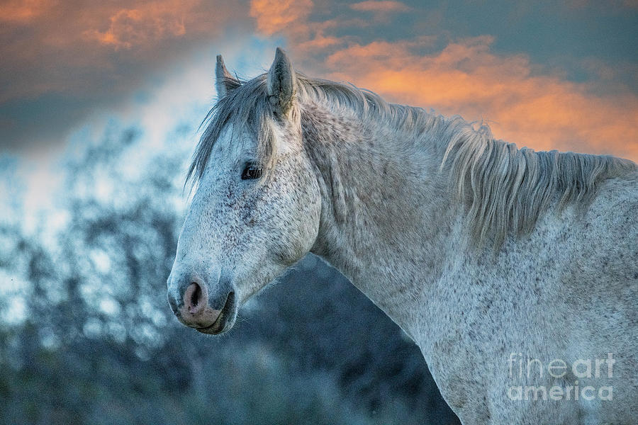 Salt River Horse #1 Digital Art by Tammy Keyes