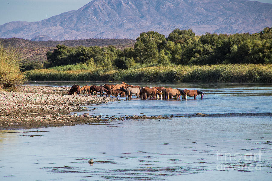 Salt River Horses Photograph by Kathy McClure