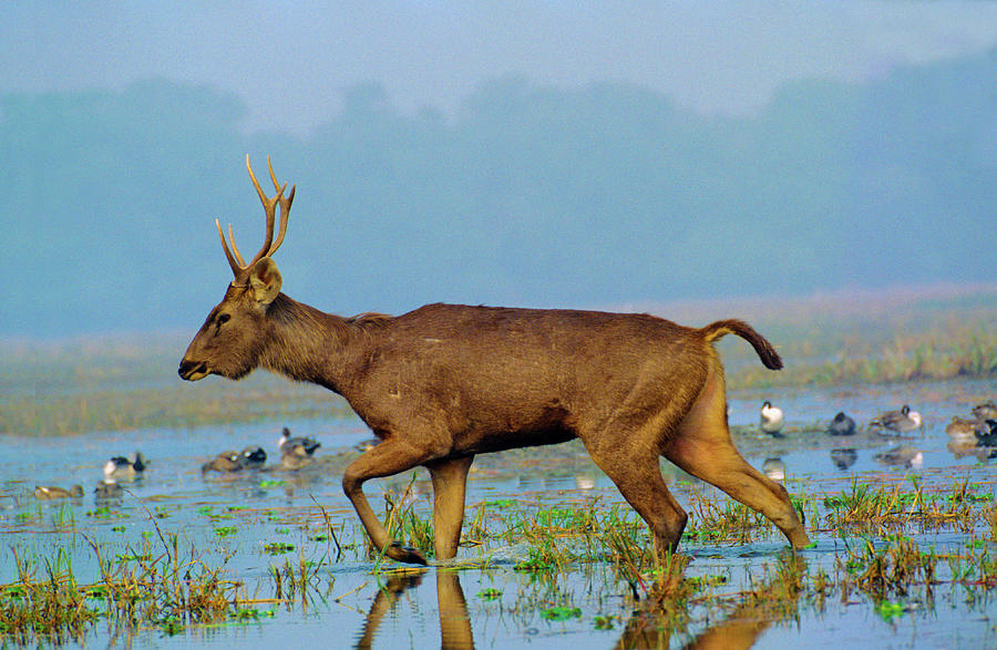 Sambar, Deer, Wild, Animal Photograph by Raghunandan Kulkarni - Pixels