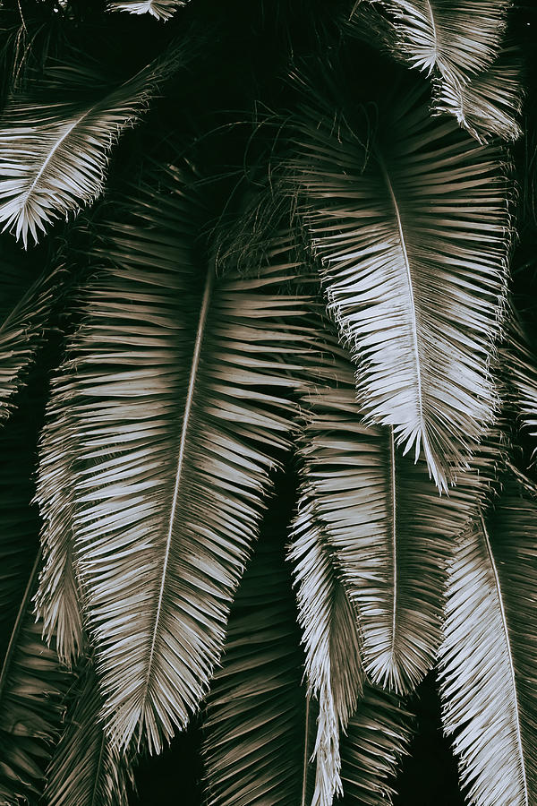 San Diego Palm Photograph