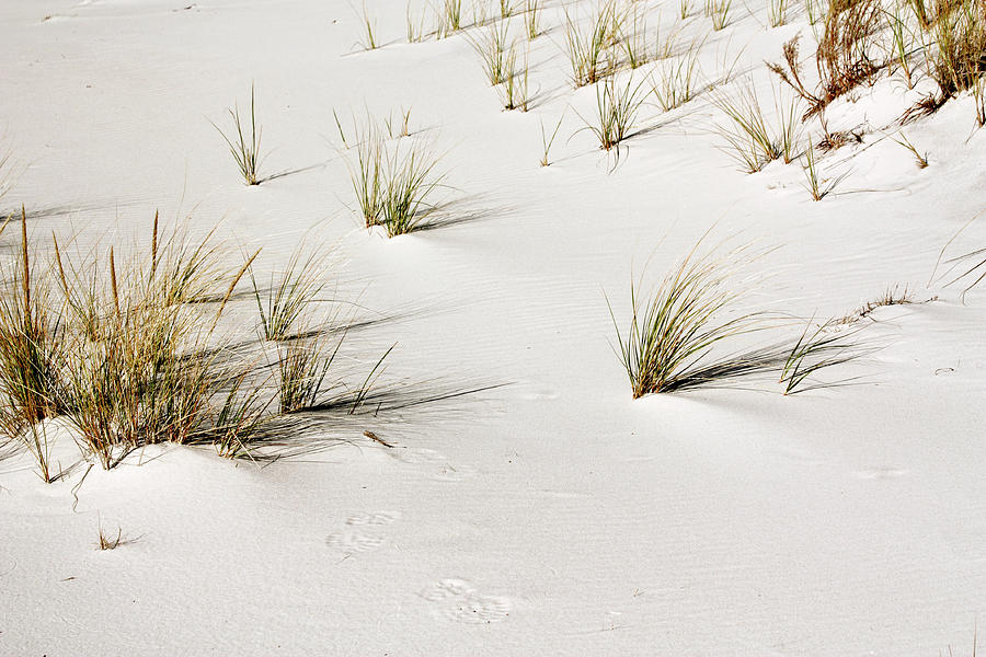 Jersey Shore Sand Dunes Photograph by Ann Murphy