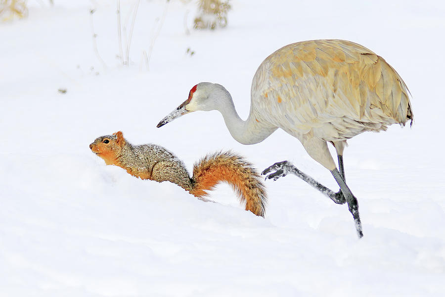 Sandhill Crane and Fox Squirrel #1 Photograph by Shixing Wen