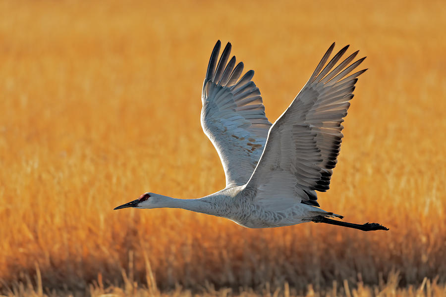 Sandhill Crane FlyBy  #2 Photograph by Gary Langley