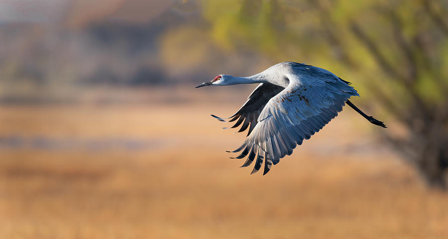 Sandhill Crane flying low #1 Photograph by Gary Langley