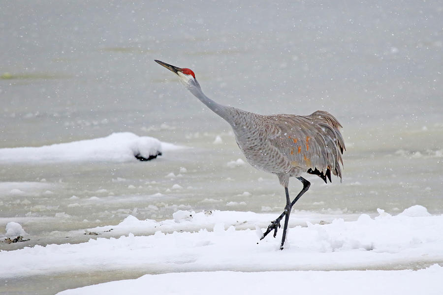 Sandhill Crane in Michigan winter #1 Photograph by Shixing Wen