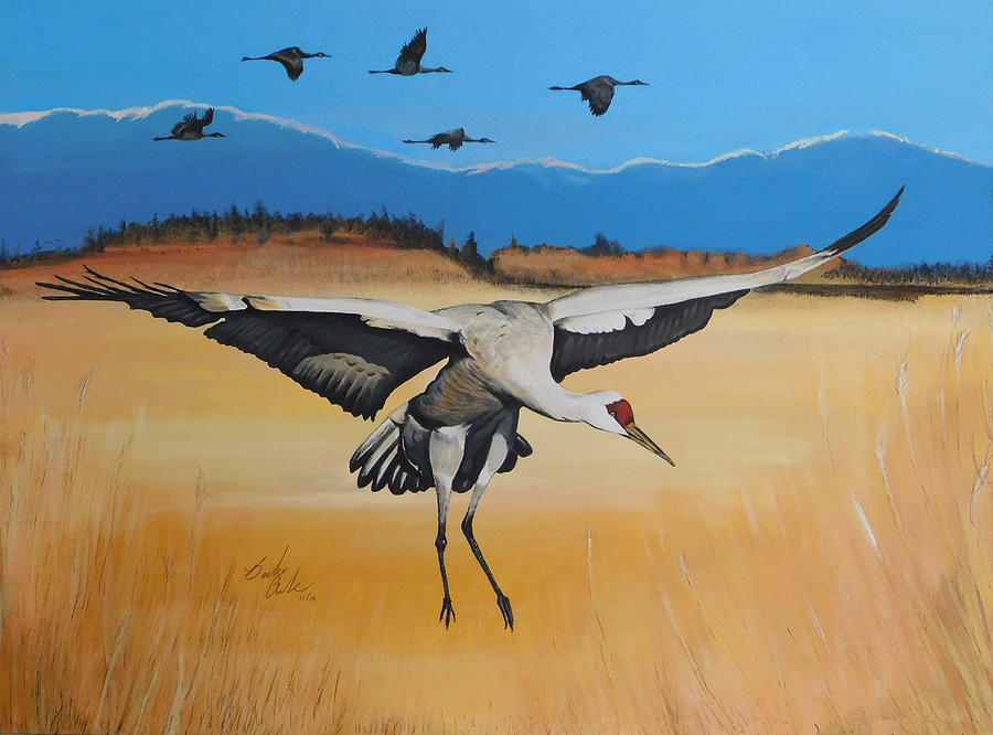 Sandhill Crane Landing #1 Painting by Barbara Andrews