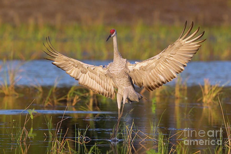 Sandhill Crane Landing Photograph by Troy Lim - Fine Art America