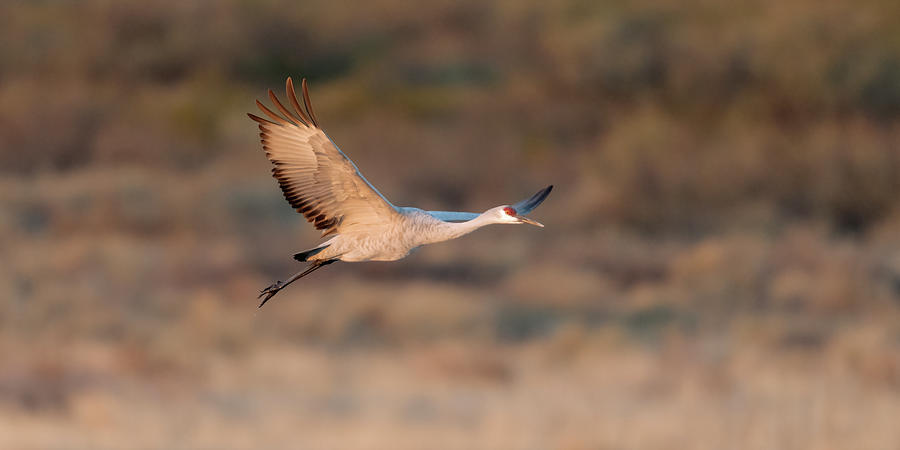 Sandhill Crane leaving the pond #1 Photograph by Gary Langley