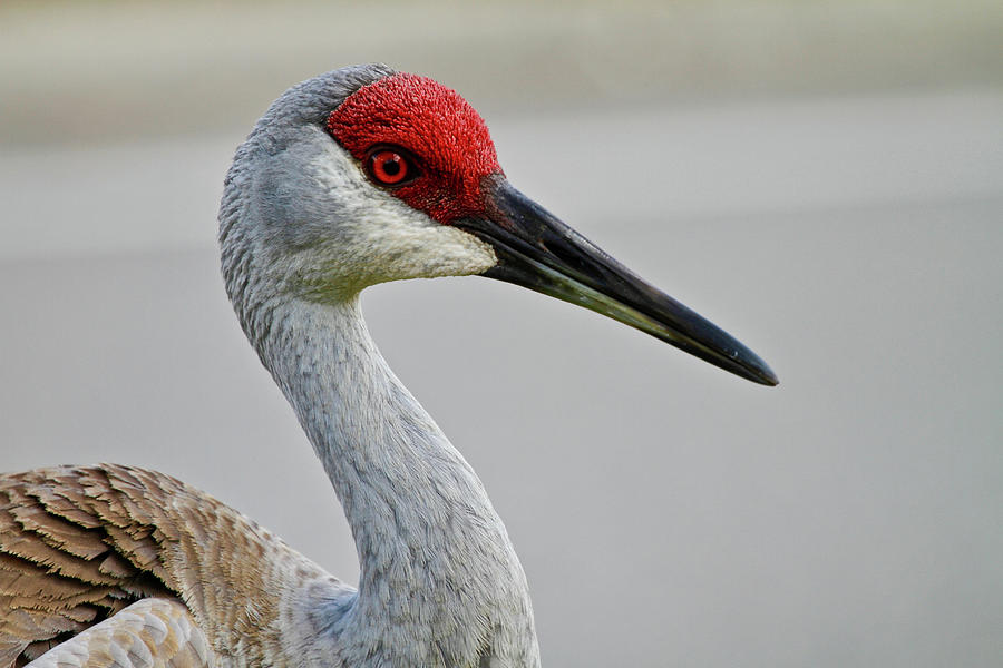 Sandhill Crane #1 Photograph by Mary Penny Johnson Sandhill Crane #1 Photograph by Mary Penny Johnson