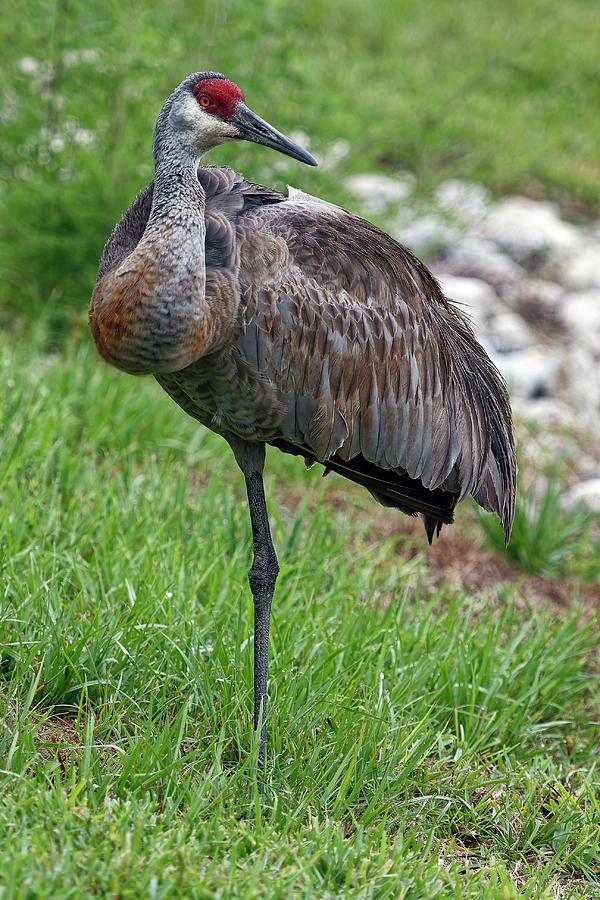 Sandhill Crane On One Leg Photograph by Sally Weigand - Pixels