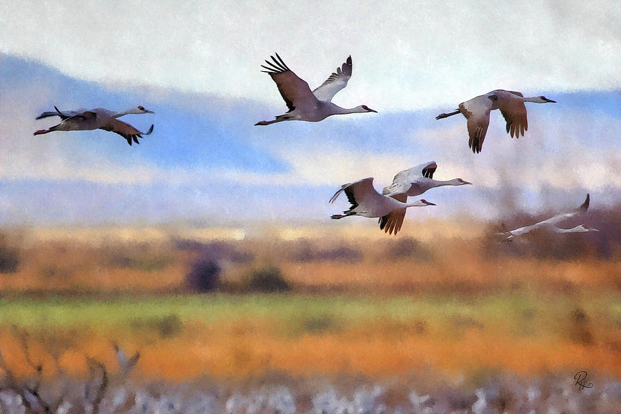 Sandhill Cranes In Flight #1 Photograph by Robert Harris