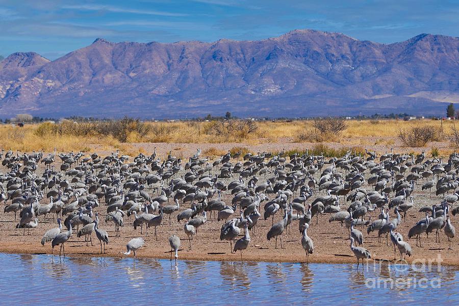 Sandhill Cranes Whitewater Draw Wildlife Area Digital Art by Tammy Keyes