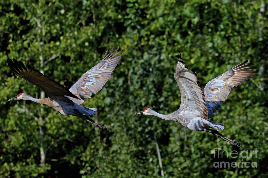 Sandhill Flight #1 Photograph by Natural Focal Point Photography