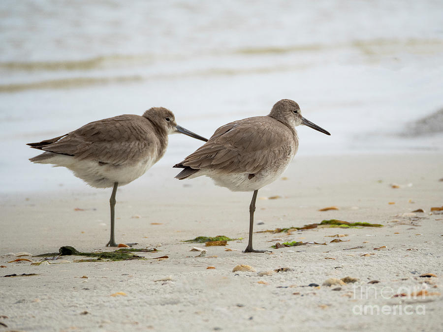 Wildlife Photograph - Sandpipers #1 by Twenty Two North Photography