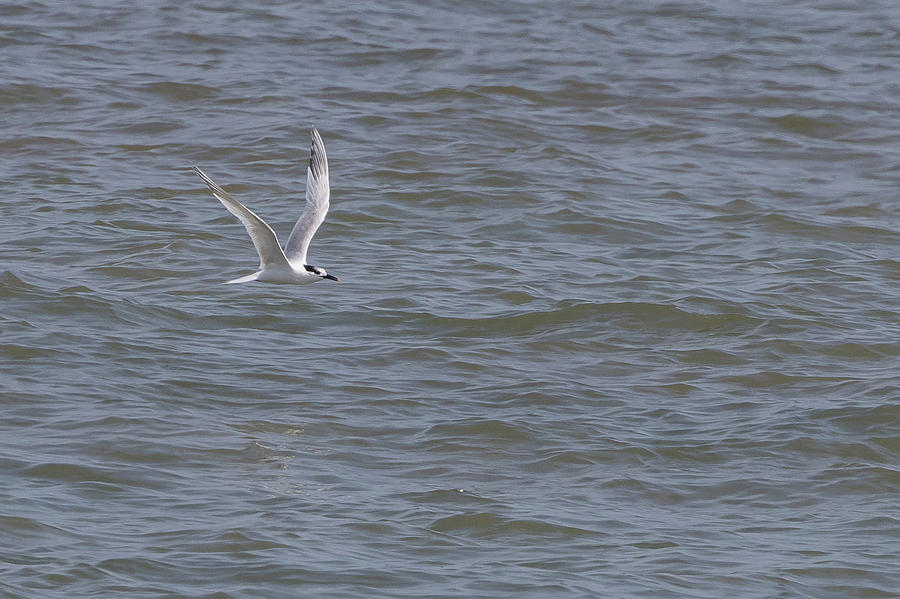 Sandwich Tern #1 Photograph by Wendy Cooper