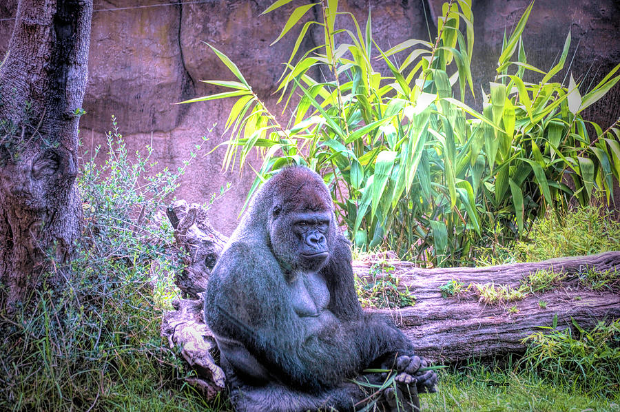 Santa Barbara Zoo Gorilla #1 Photograph by Barbara Snyder