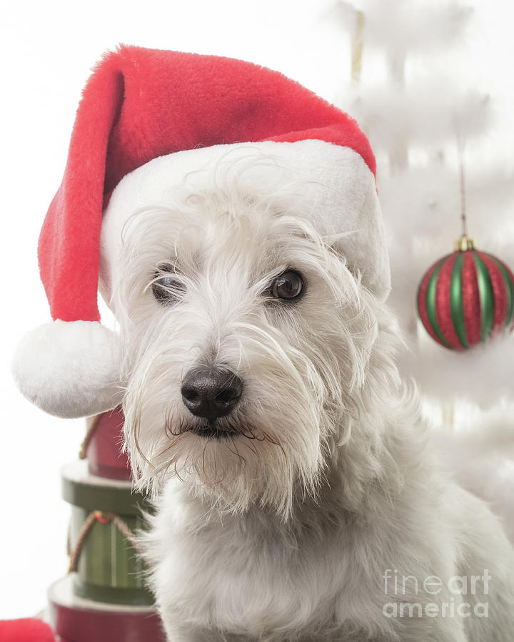 Christmas Photograph - Santa Dog is Coming to Town by Edward Fielding