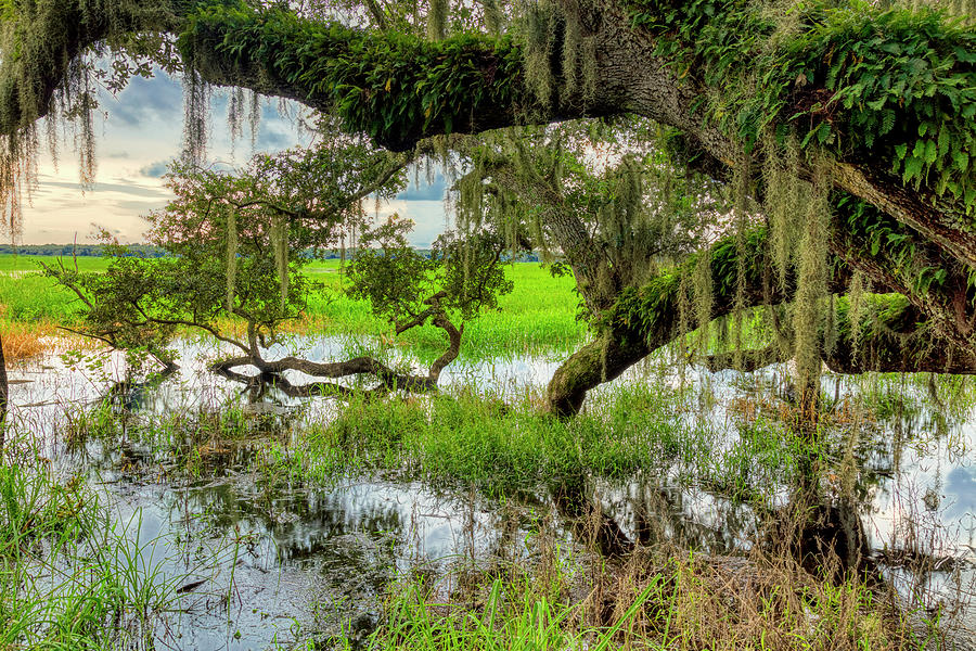 Sarasota Florida Photograph