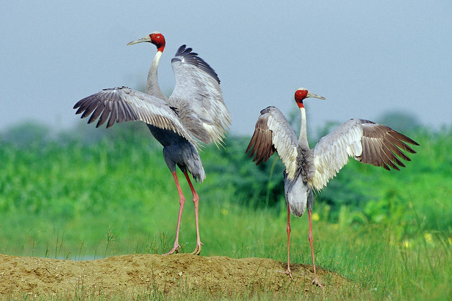 Sarus Cranes Photograph by Hira Punjabi - Fine Art America