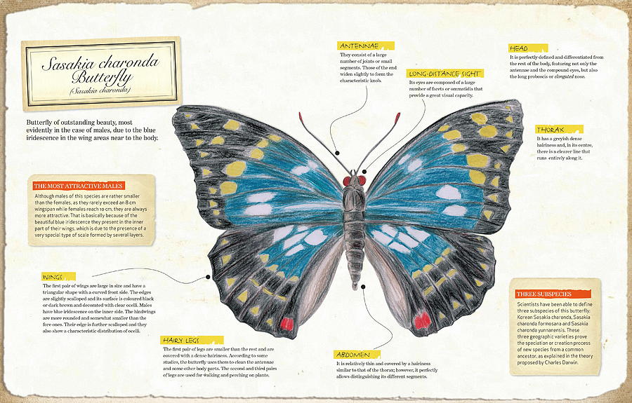 Sasakia Charonda Butterfly Digital Art by Album
