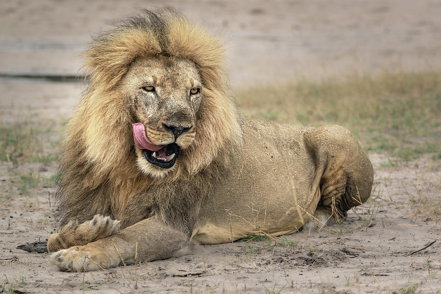 Satisfied Lion Zimbabwe Africa 2 Photograph by Joan Carroll - Fine Art ...