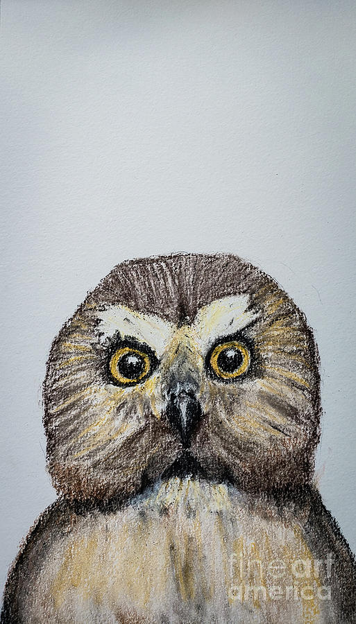 Saw Whet Owl #1 Drawing by Mary Capriole
