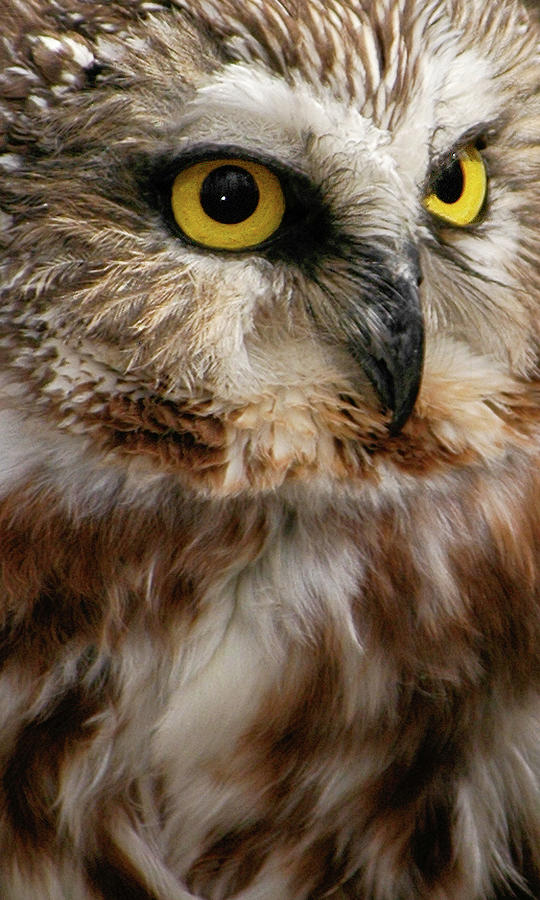 Saw-whet Owl Photograph by Minnie Gallman