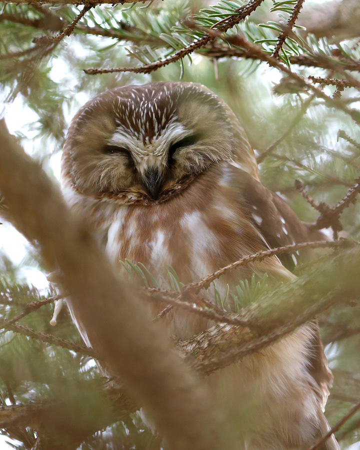 Saw Whet Owl Sleeping #1 Photograph by Flinn Hackett