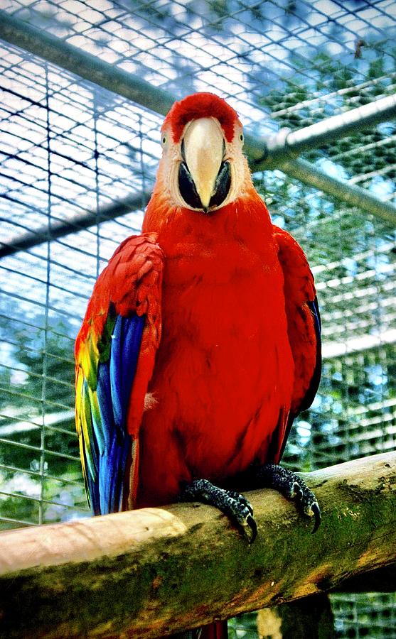 Scarlet Macaw #1 Photograph by Gordon James