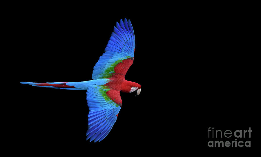 Red and Green Macaw Photograph by Patrick Nowotny